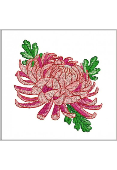 Plf046 - 4 X 4 Chrysanthemum